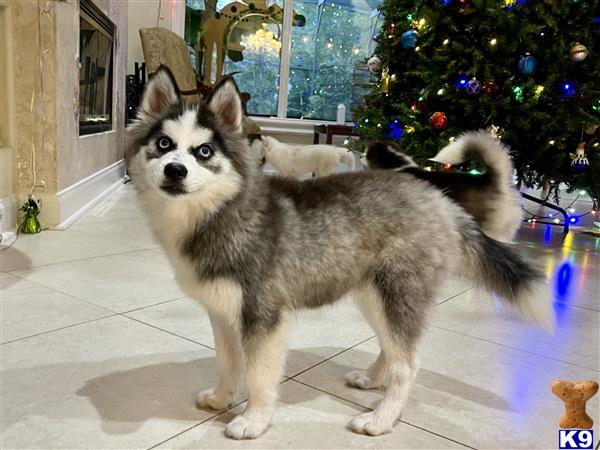Puppy Pomsky Picture 1